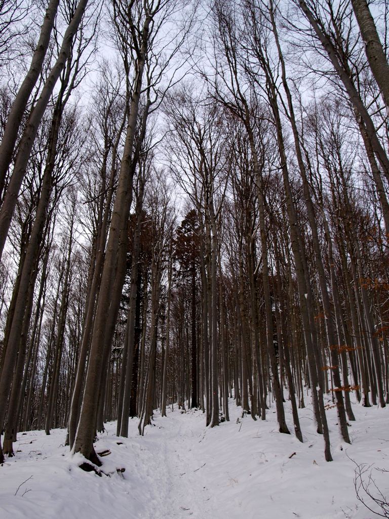 Poti Trnovskega gozda pod belo odejo.