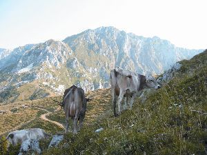 Jutro na planini Sleme. Krn in Batognica sta že obsijana, prvi žarki pa osvetljujejo krave na grebenu Visočega vrha. Letos se na planini pase 43 sivorjavih lepotic, še pred nekaj leti jih je bilo precej več. Foto: Miloš Batistuta