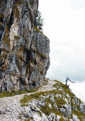 Zvončica raste v skalnih razpokah, v visokogorju vzhodnih Alp. Foto: Urška Šprogar