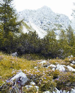 Kako ravnati, da bomo lepo gorsko naravo neokrnjeno ohranili tudi zanamcem? Foto: Urška Šprogar