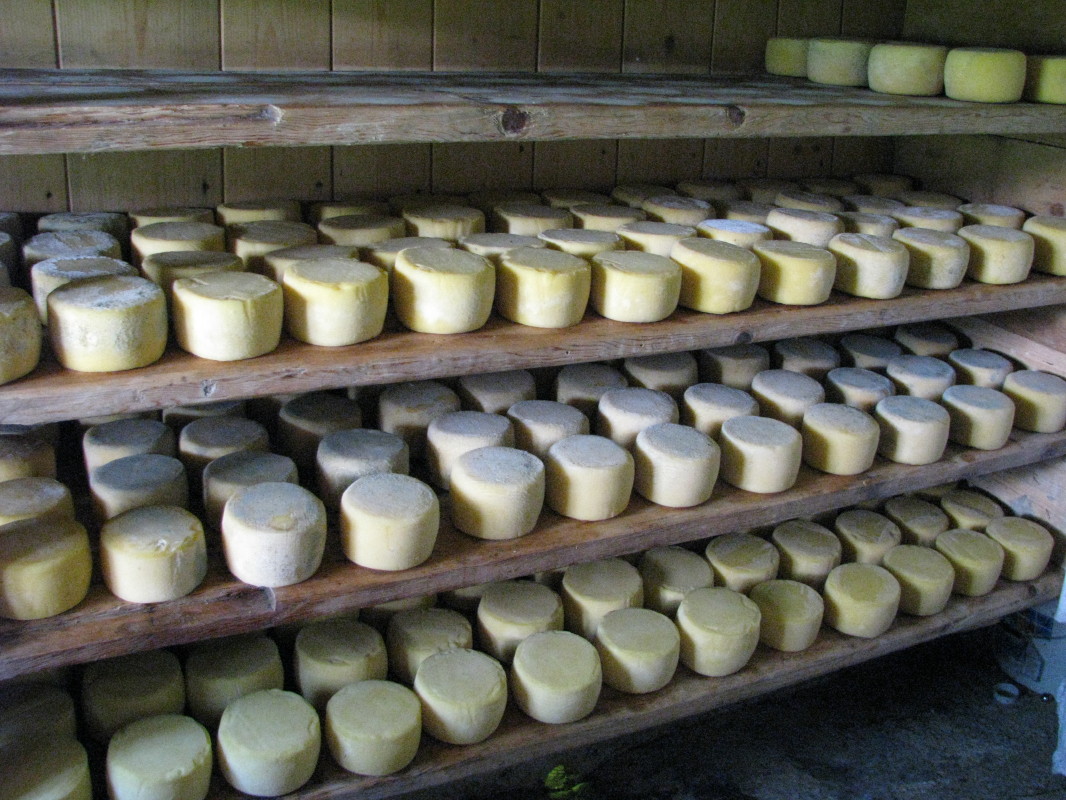 Vsi hlebci sira na planini V Lazu so naprodaj