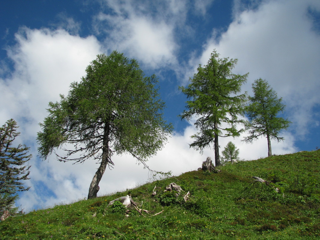 Macesni na planini Krstenica (1655 m)
