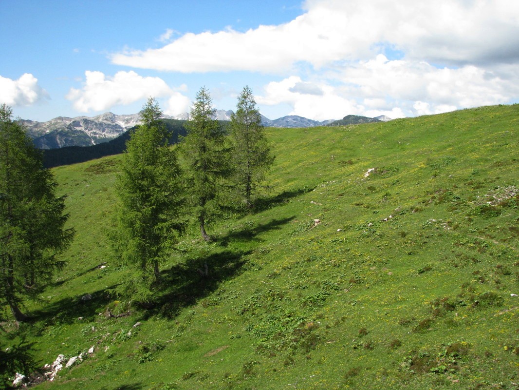 Na planini Krstenica (1655 m)