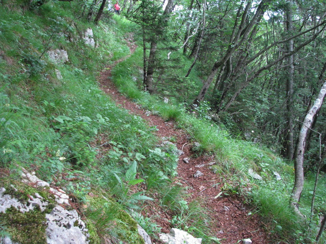Gozdni travnik in steza nad Ravnim brdom (750 m)