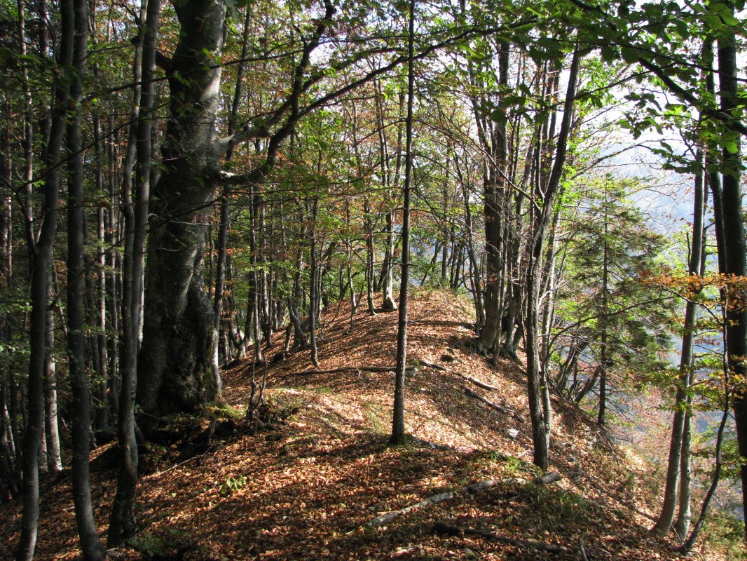 Pogled po poraščenem grebenu in vrhu Lajtnik (1053 m)