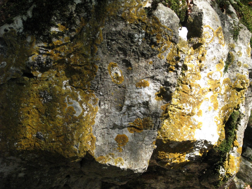 Kamniti obraz na poraščenem grebenu in vrhu Lajtnik (1053 m)