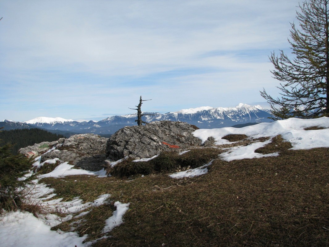 Na gozdnem vrhu s pogledom proti zasneženim Karavankam