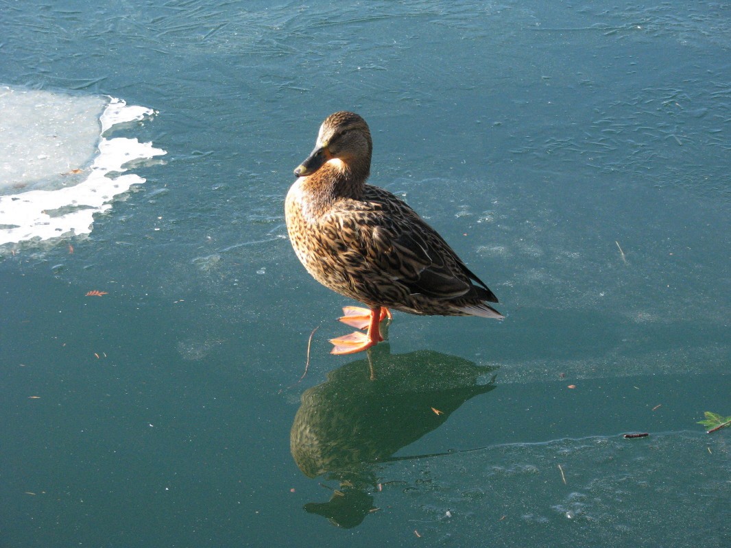 Ledena ploskev Blejskega jezera je bila primerna za vse obiskovalce