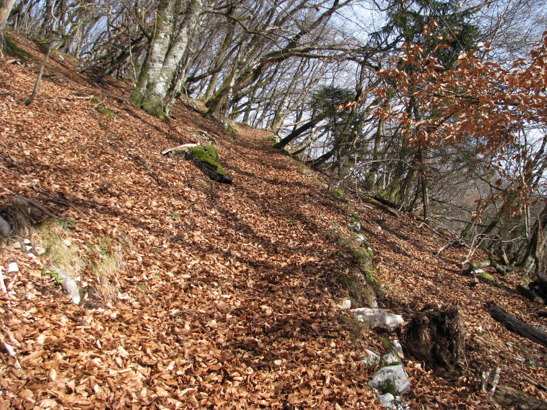 Južno pobočje s stezo, ki vodi z vasi Bitnje na vrh Šavnice (863 m)