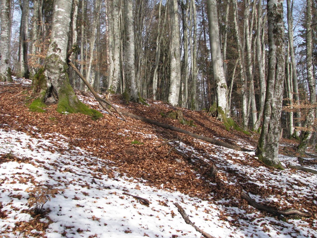 Zasneženo južno pobočje s stezo, ki vodi z vasi Bitnje na vrh Šavnice (863 m)