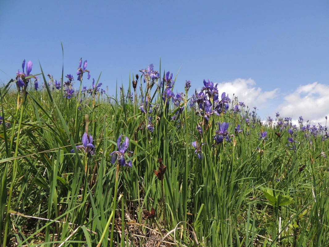 Travnato sleme vrha Kotel (1175 m) zaznamujejo številni modri cvetovi vrste perunike na celotnem razglednem temenu