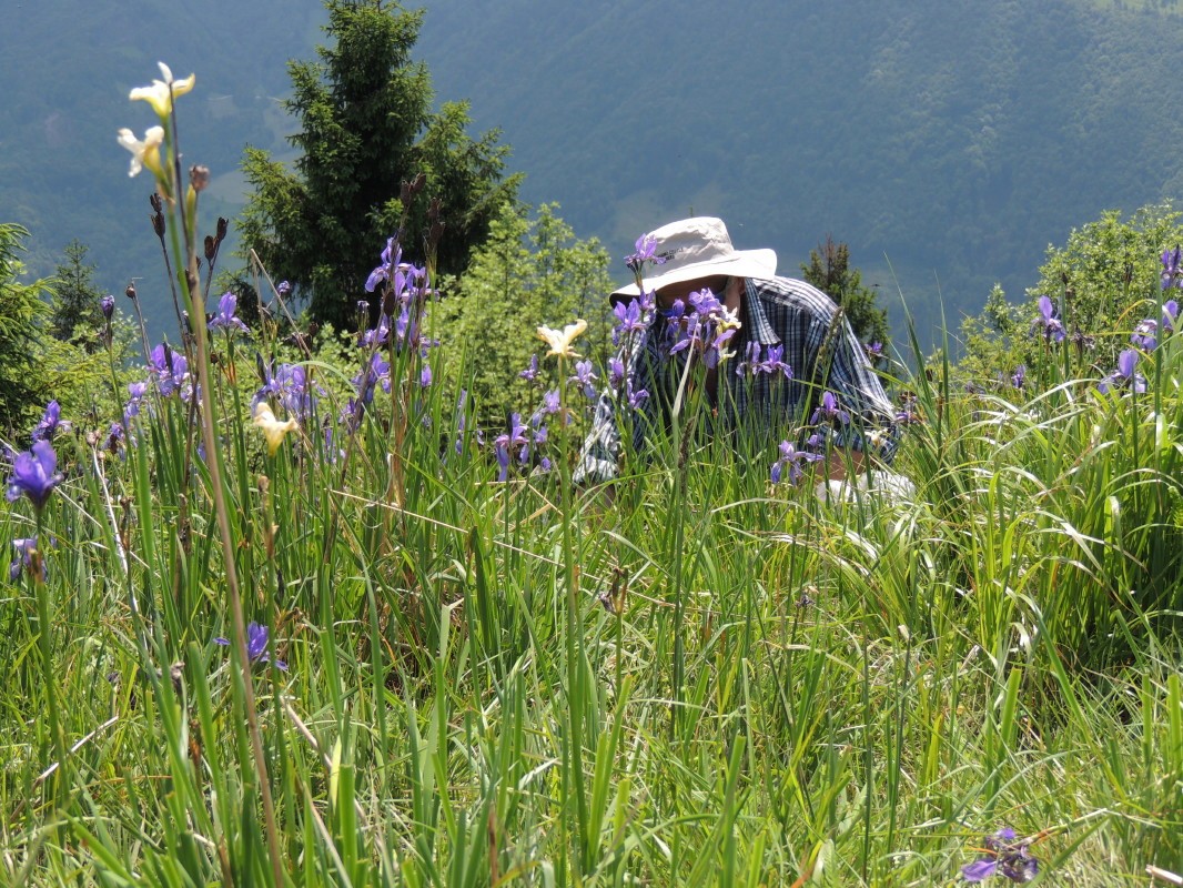 Travnato sleme vrha Kotel (1175 m) zaznamujejo številni modri cvetovi vrste perunike na celotnem razglednem temenu